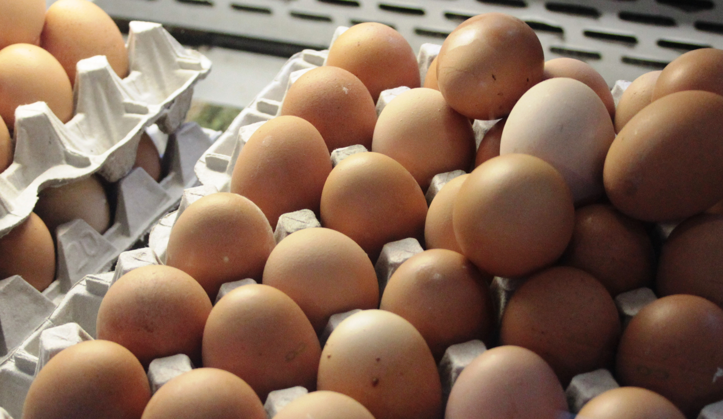 Агрофирма закупает куриные яйца 30 50 42. Штамп производителей инкубационного яйца Венгрия.